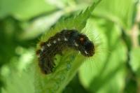 Euproctis chrysorrhoea