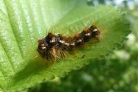 Euproctis chrysorrhoea