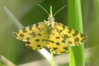 Pseudopanthera macularia