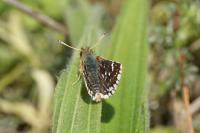 Spialia sertorius