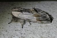 Harpyia milhauseri
