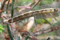 Parahyponomeuta egregiella