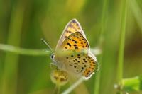 Lycaena tityrus