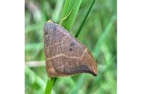 Watsonalla binaria