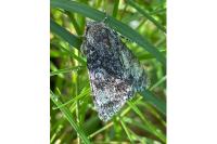 Acronicta megacephala