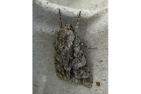 Acronicta auricoma