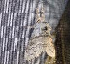 Calliteara pudibunda