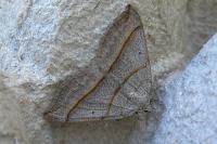Scotopteryx luridata/mucronata