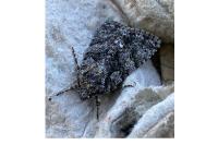 Acronicta rumicis
