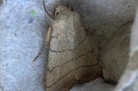 Charanyca trigrammica