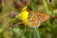Euphydryas aurinia
