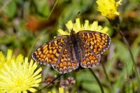Melitaea phoebe