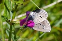 Cyaniris semiargus
