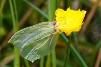 Gonepteryx rhamni