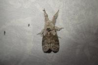 Calliteara pudibunda