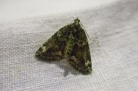 Chloroclysta siterata