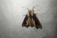 Egira conspicillaris