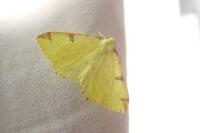 Opisthograptis luteolata