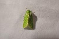 Pseudoips prasinanus