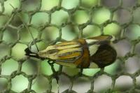 Alabonia geoffrella