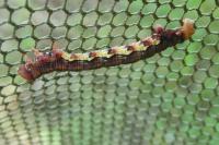 Erannis defoliaria