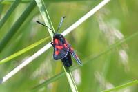 Zygaena trifolii