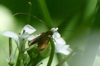 Cauchas rufifrontella