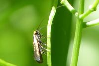 Cauchas rufifrontella