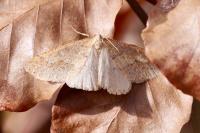 Phigaliohybernia marginaria