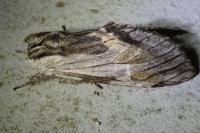 Harpyia milhauseri