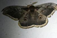 Saturnia pyri