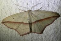 Timandra comae
