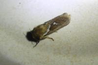 Korscheltellus lupulinus