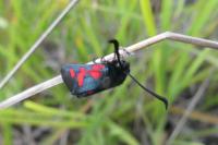 Zygaena trifolii