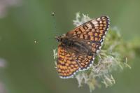 Melitaea cinxia