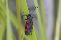 Zygaena trifolii