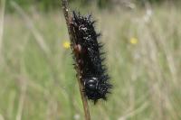 Euphydryas aurinia