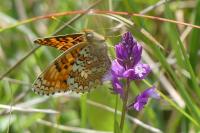 Melitaea phoebe