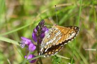 Melitaea cinxia