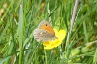 Coenonympha pamphilus