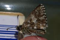 Pyrgus malvae