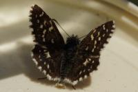 Pyrgus malvae