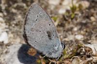 Cupido minimus
