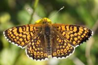 Melitaea cinxia