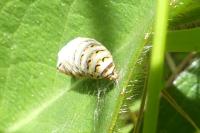 Papilio machaon
