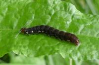 Eupsilia transversa