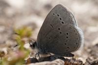 Cupido minimus
