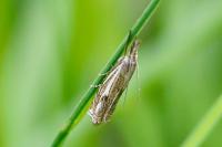 Crambus lathoniellus