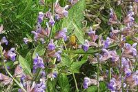 Macroglossum stellatarum