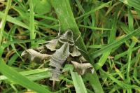 Proserpinus proserpina